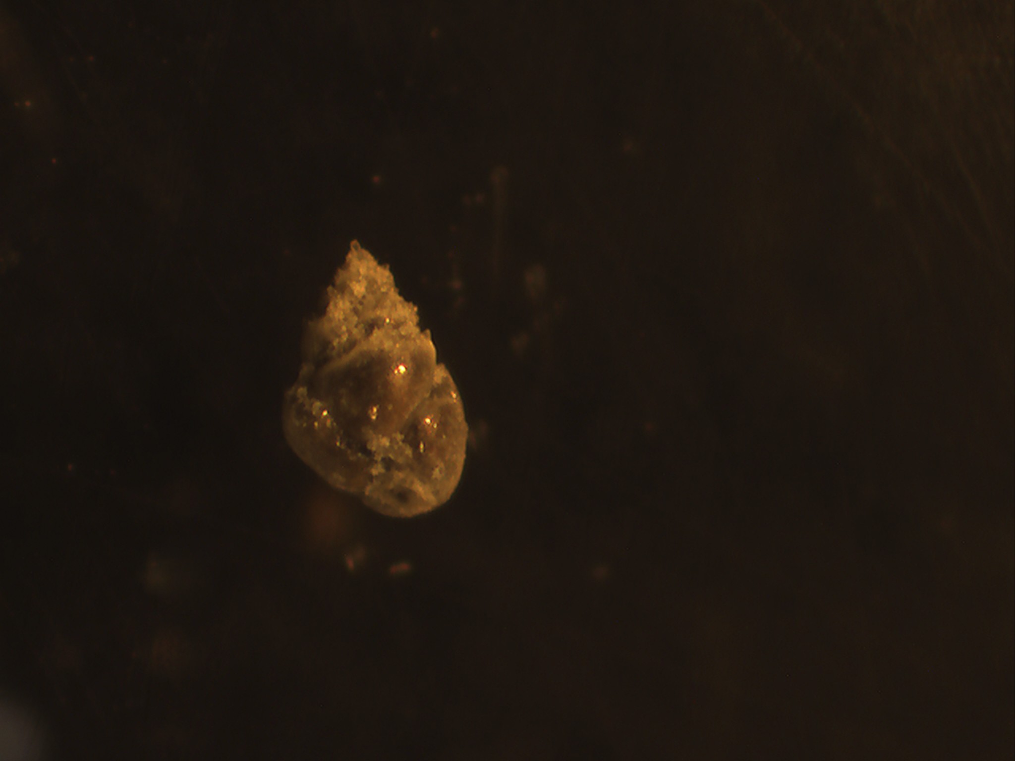 gasteropode da determinare